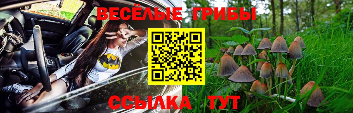 Тара  Галлюциногенные грибы Cubensis  Вход с VPN 